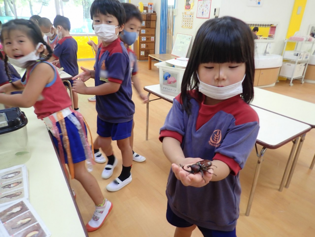 子ども達が大好き！大きなカブト虫です